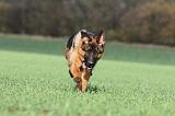 BERGER ALLEMAND 536